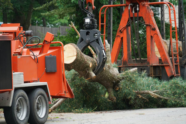 Trusted Mccamey, TX  Tree Services Experts